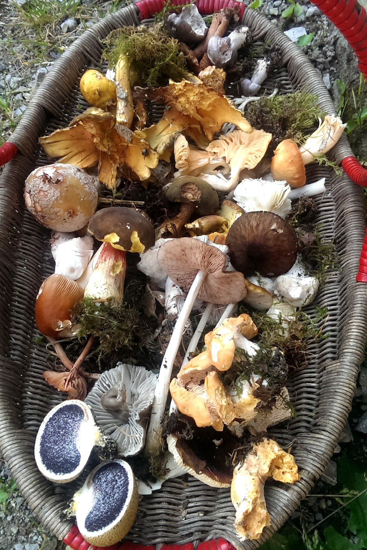 Wild mushroom fruiting bodies collected from Hardcastle Crags