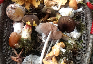 Wild mushroom fruiting bodies collected from Hardcastle Crags