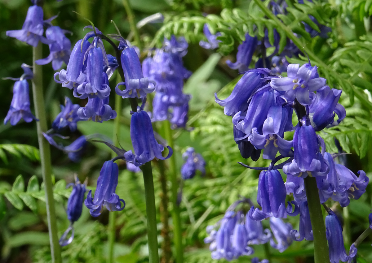 The bluebells are the most spectacular feature of Hardcastle Crags.