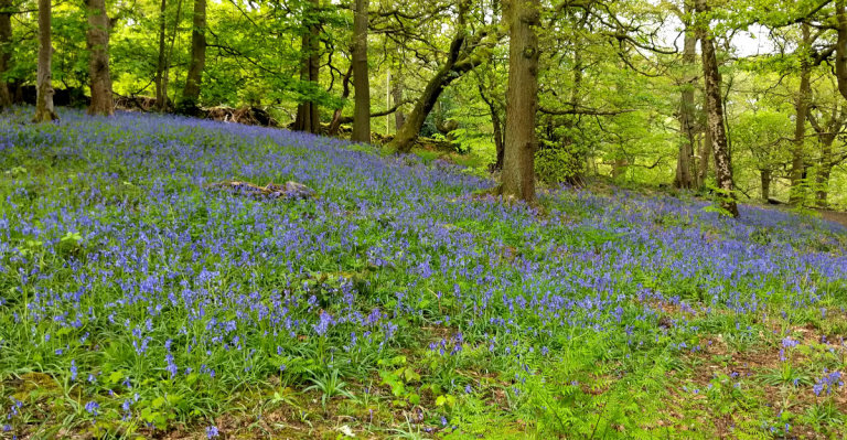 The Bluebells at Hardcastle Crags.