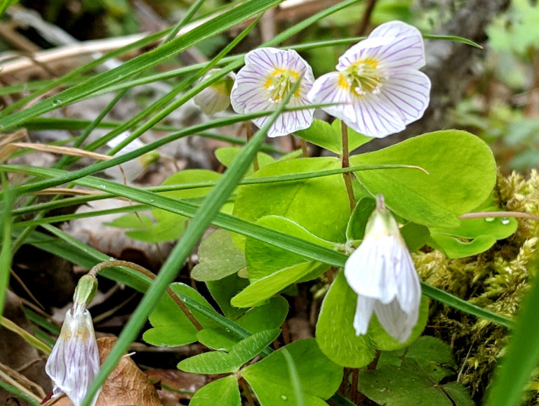 Wood Sorrel