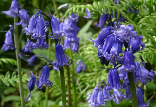 The bluebells are the most spectacular feature of Hardcastle Crags.