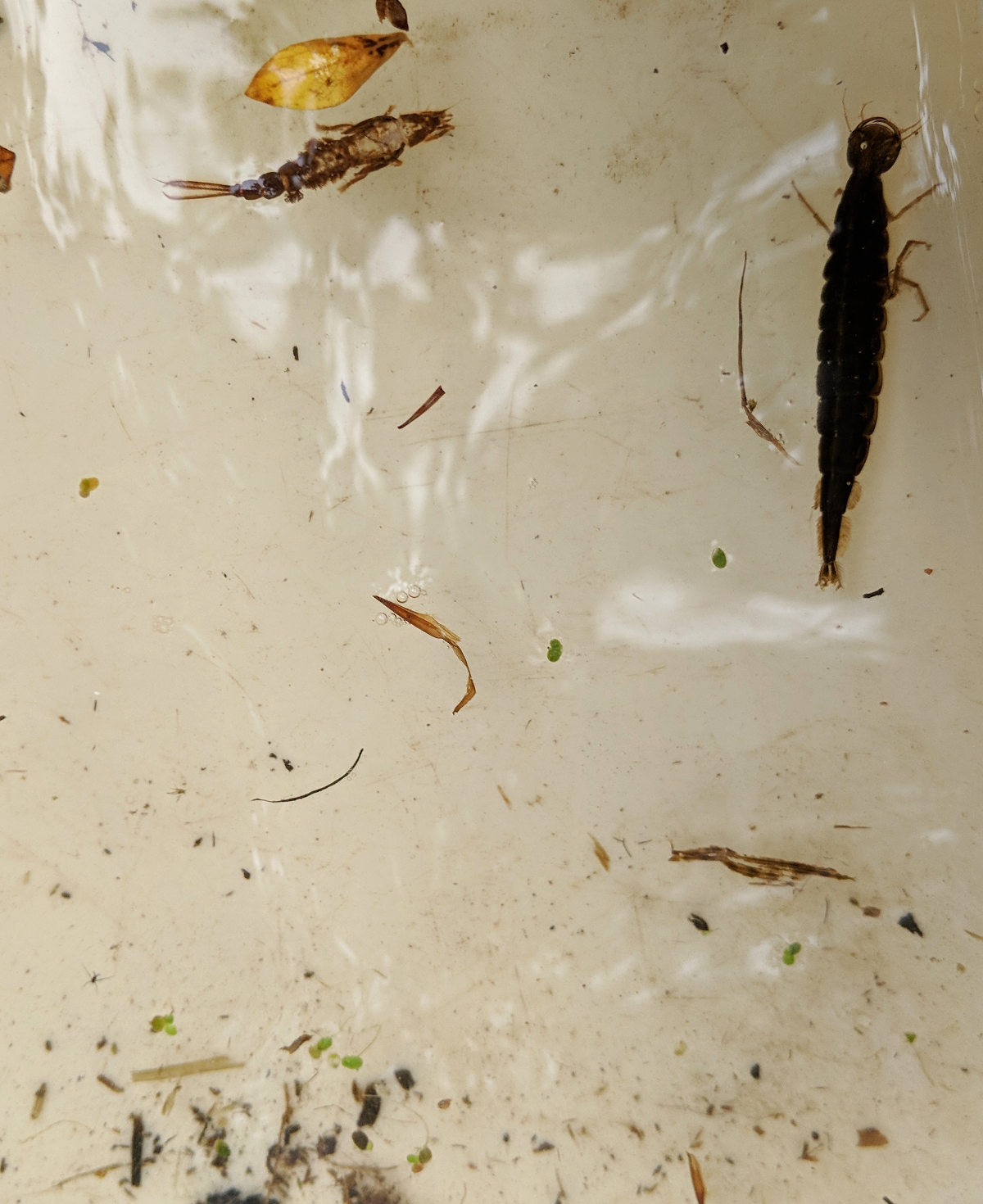 A dragon fly larvae found while pond dipping at Gibson mill