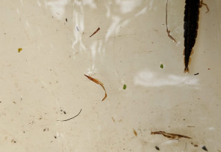 A dragon fly larvae found while pond dipping at Gibson mill