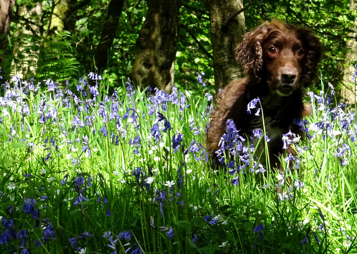 A spring walk with my working cocker spaniel in the woods at hardcastle crags.