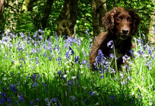 A spring walk with my working cocker spaniel in the woods at hardcastle crags.