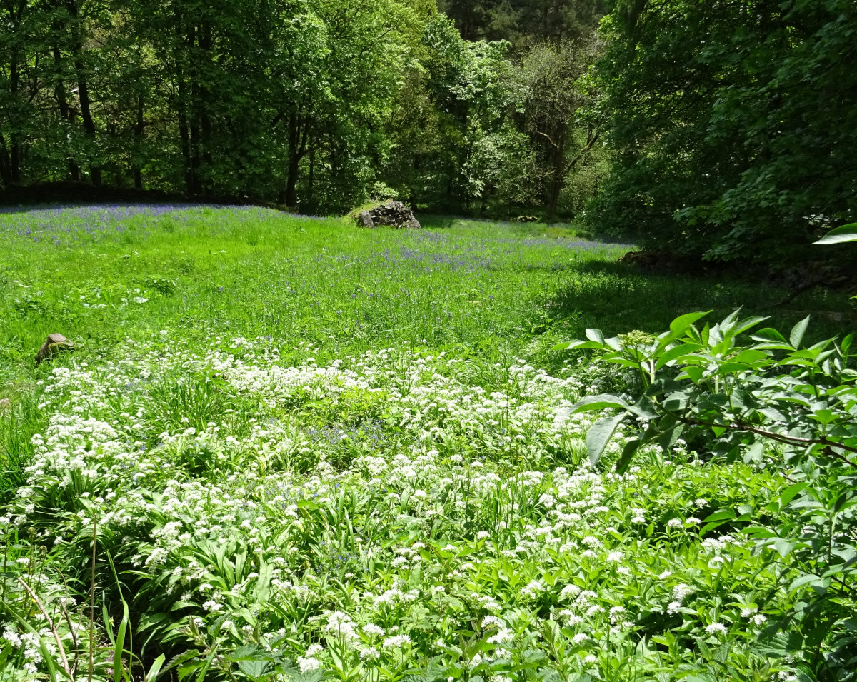 Wild garlic in spring ready to be foraged