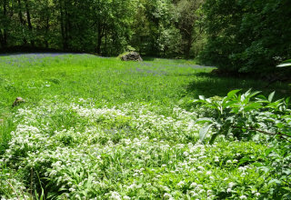 Wild garlic in spring ready to be foraged