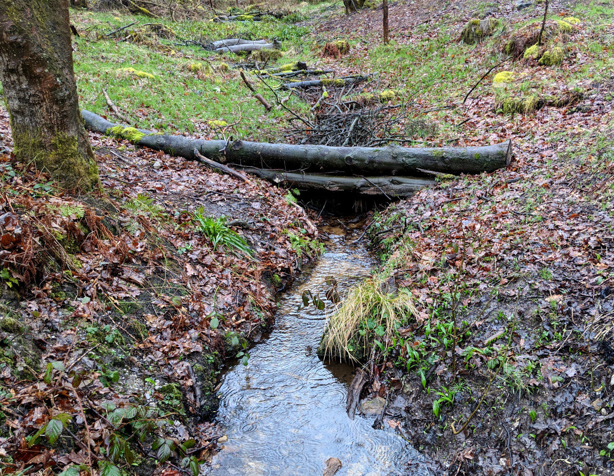 Leaky dams in action as part of the slow the flow scheme at hardcastle crags