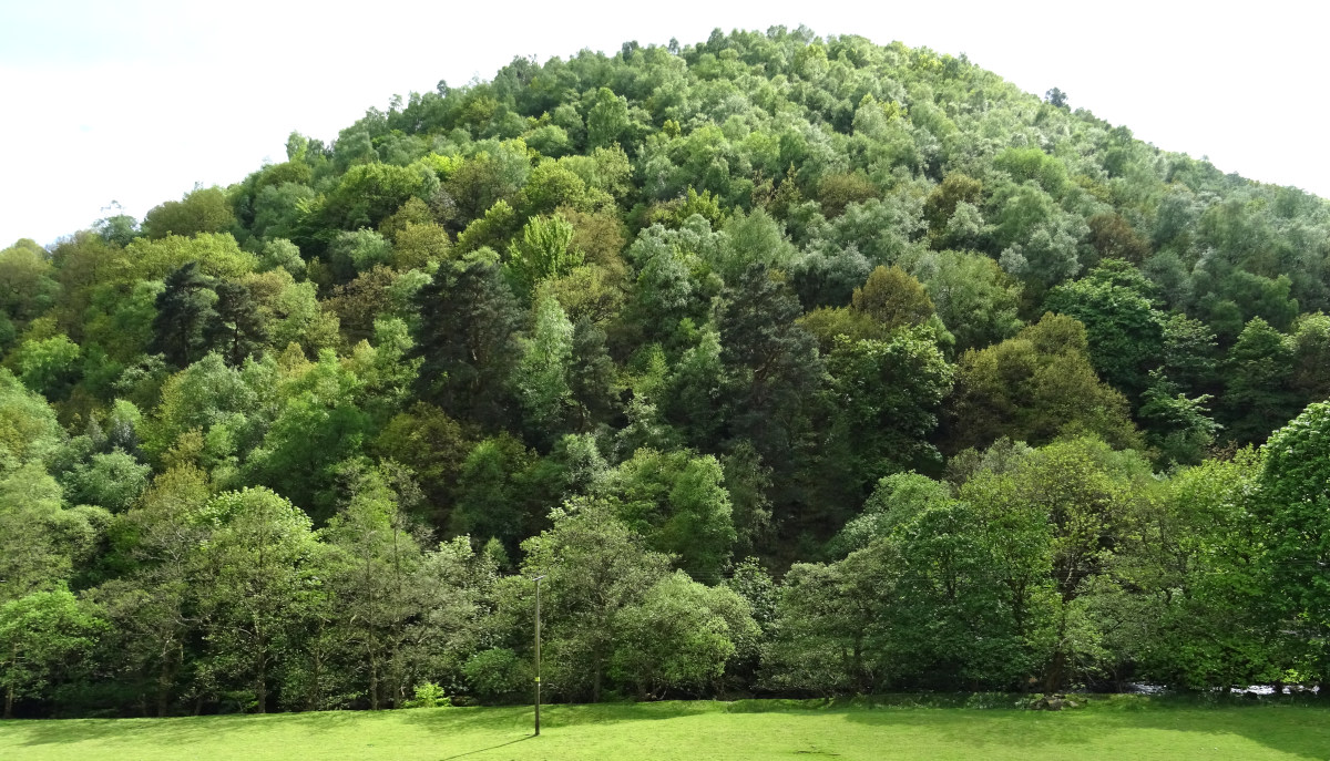 The woodland at Hardcastle Crags in the height of summer.