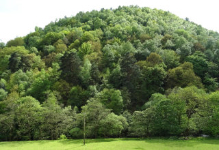 The woodland at Hardcastle Crags in the height of summer.