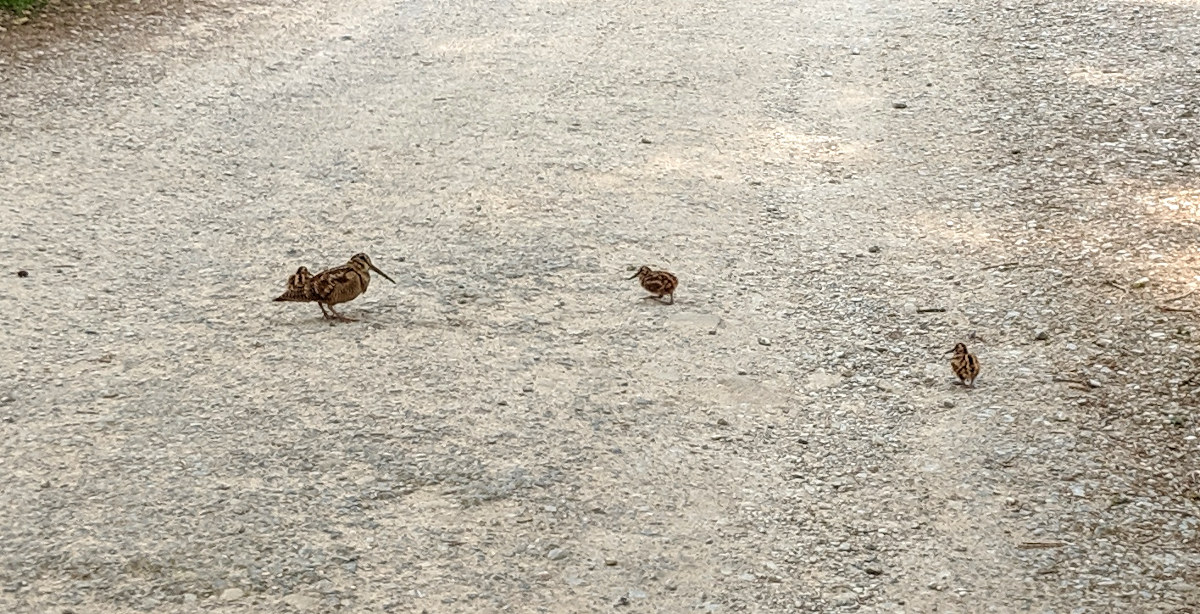 A woodcock hen with three chicks on the road at Hardcastle Crags