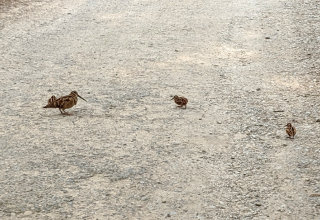 A woodcock hen with three chicks on the road at Hardcastle Crags